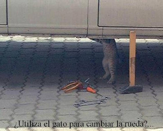gato.jpg